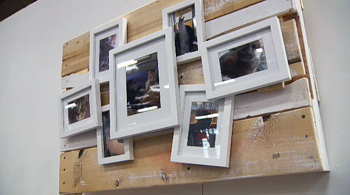 My Wooden Pallet Cat Picture Frames hung up at the Edmonton Home + Garden Show!