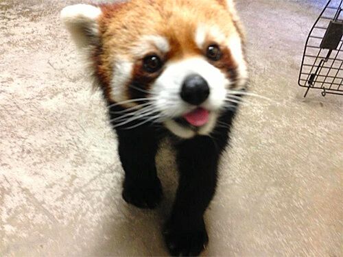 Behind-the-scenes with red panda Pip! 