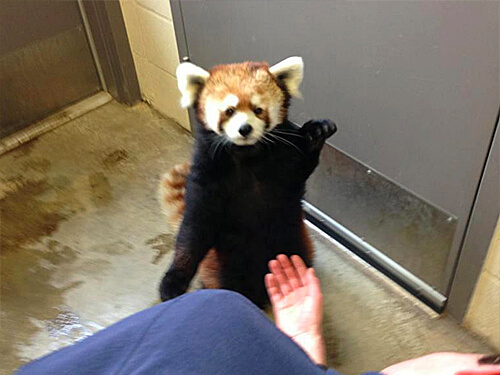 Red panda Pip waving hello! 