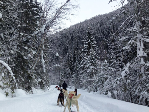 Dogsledding in the Canadian Rockies. 