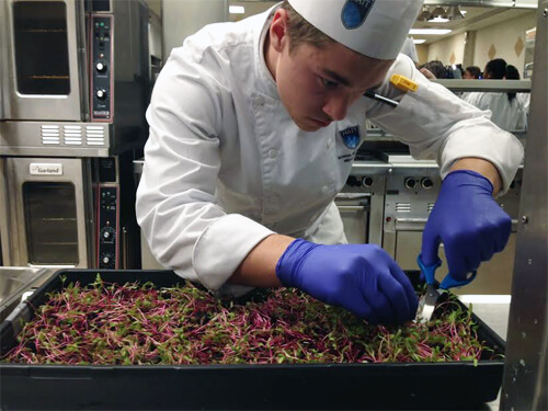 Culinary students harvest microgreens grown right on campus.