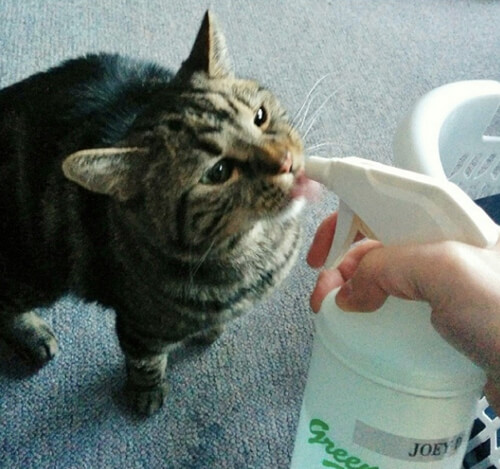 Hilary Darrah's famous Internet cat Joey taking a sip from his water bottle. (Photo Credit: Hilary's Instagram) 