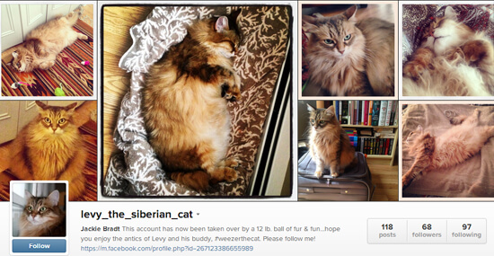 Edmonton Instagram - Levy the Siberian Cat