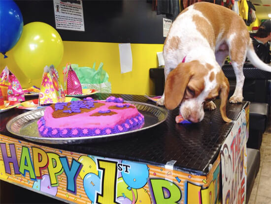 Olive eats her 'hot dog wiener candle' from the birthday cake!