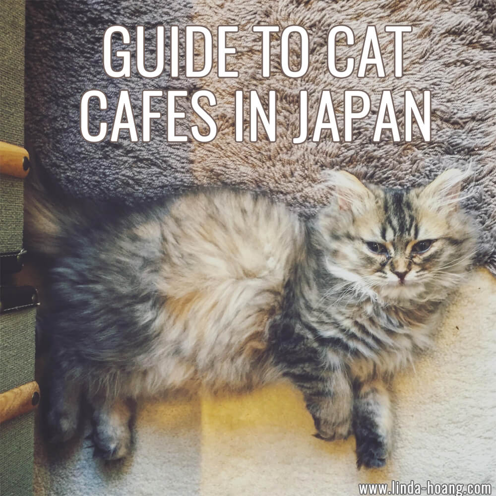 Guide to Cat Cafes in Japan