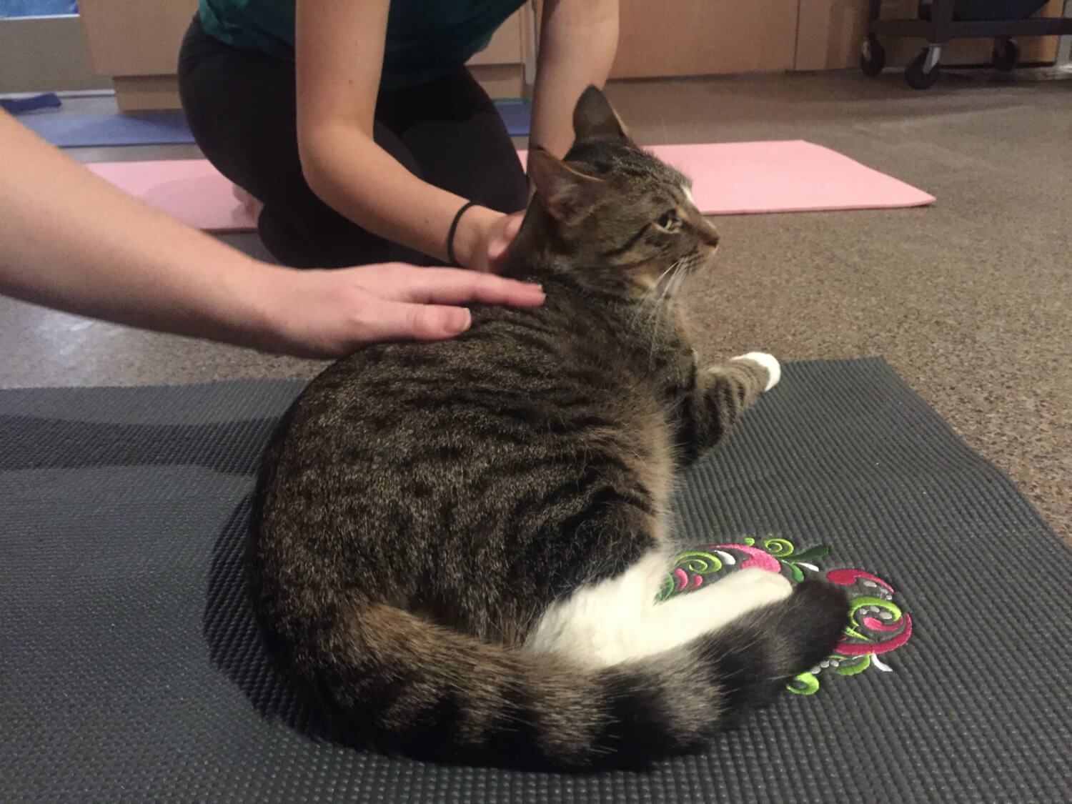 Cats on Your Mats - Cat Yoga - Edmonton Humane Society