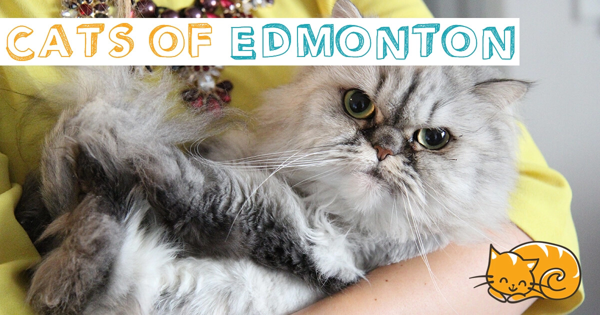 Cats of Edmonton
