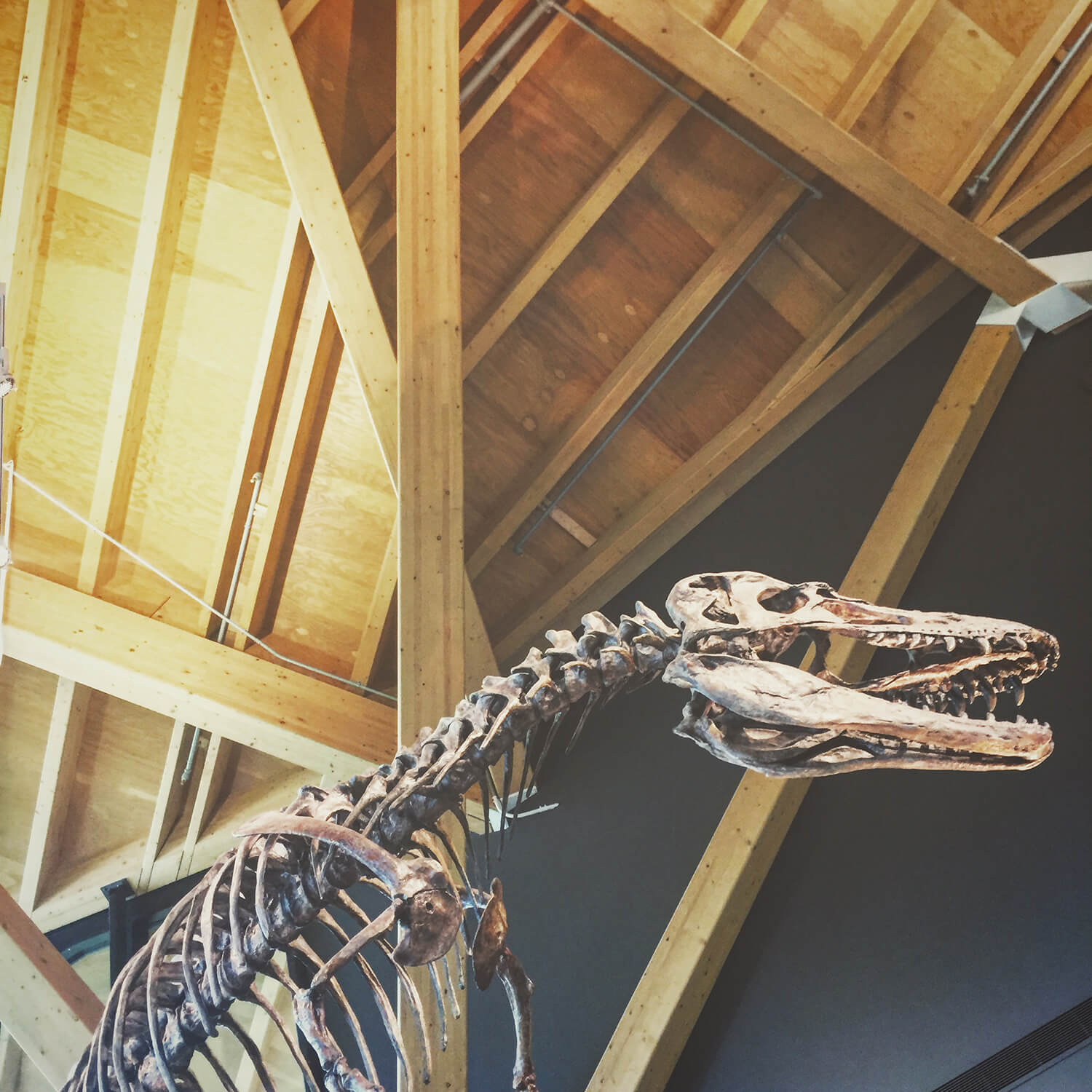 Philip J Currie Museum - Grande Prairie - Explore Alberta - Highway 43 - Travel - Dinosaur