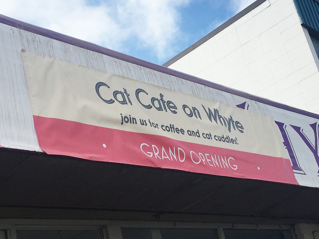 Cat Cafe on Whyte Ave Edmonton