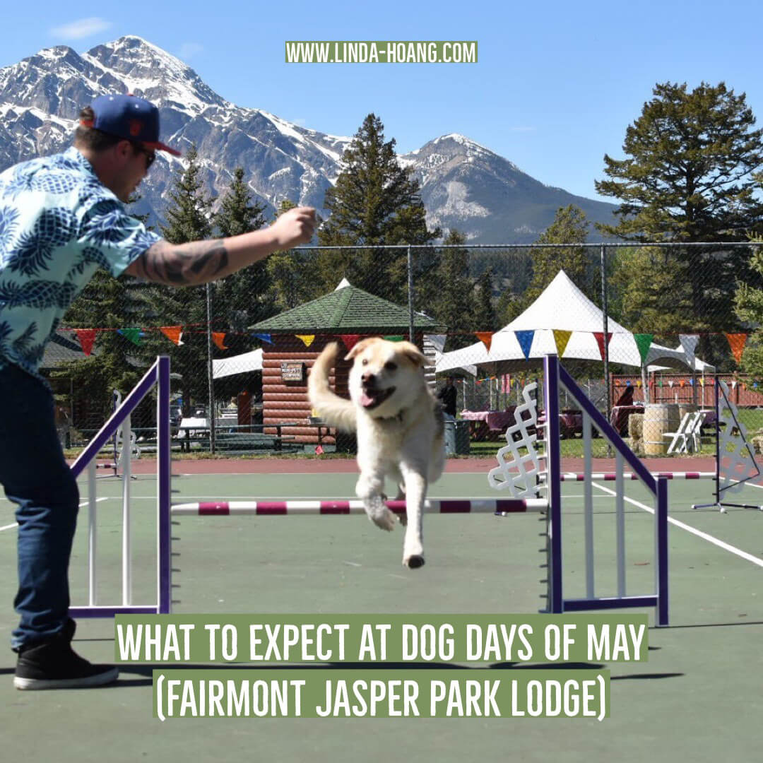What to Expect at Dog Days of May Fairmont Jasper Park Lodge Travel Alberta