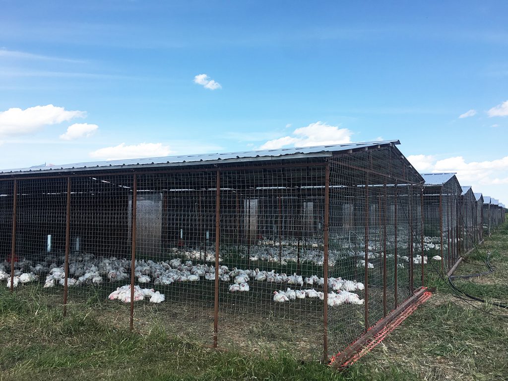 Sunworks Organic Farm Meat Shop Explore Alberta Farm Tour