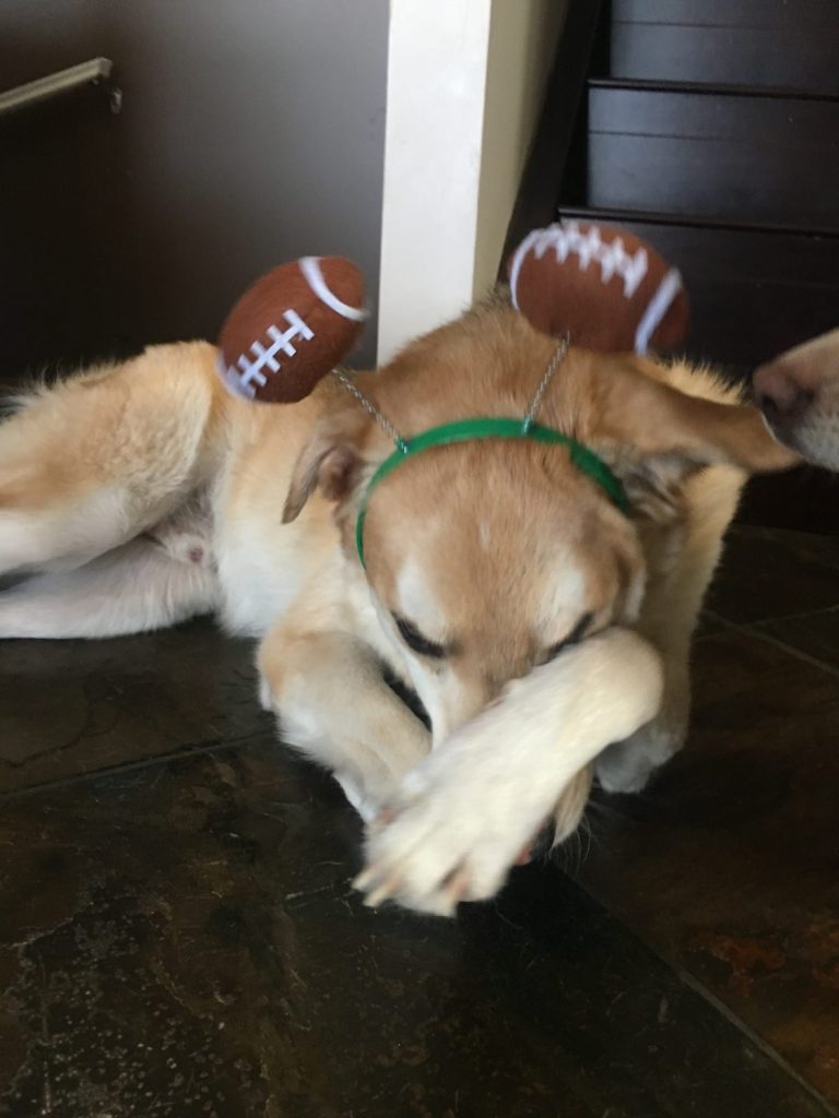 Super Bowl Pets