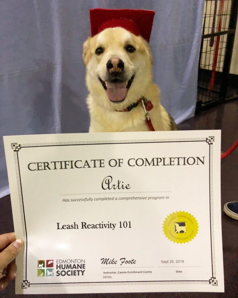 Edmonton Humane Society Leash Reactivity Dog Training Group Classes