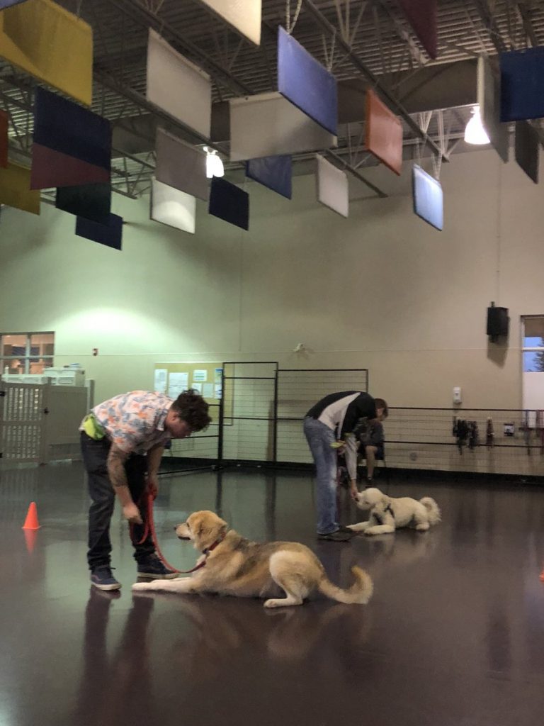 Edmonton Humane Society Leash Reactivity Dog Training Group Classes