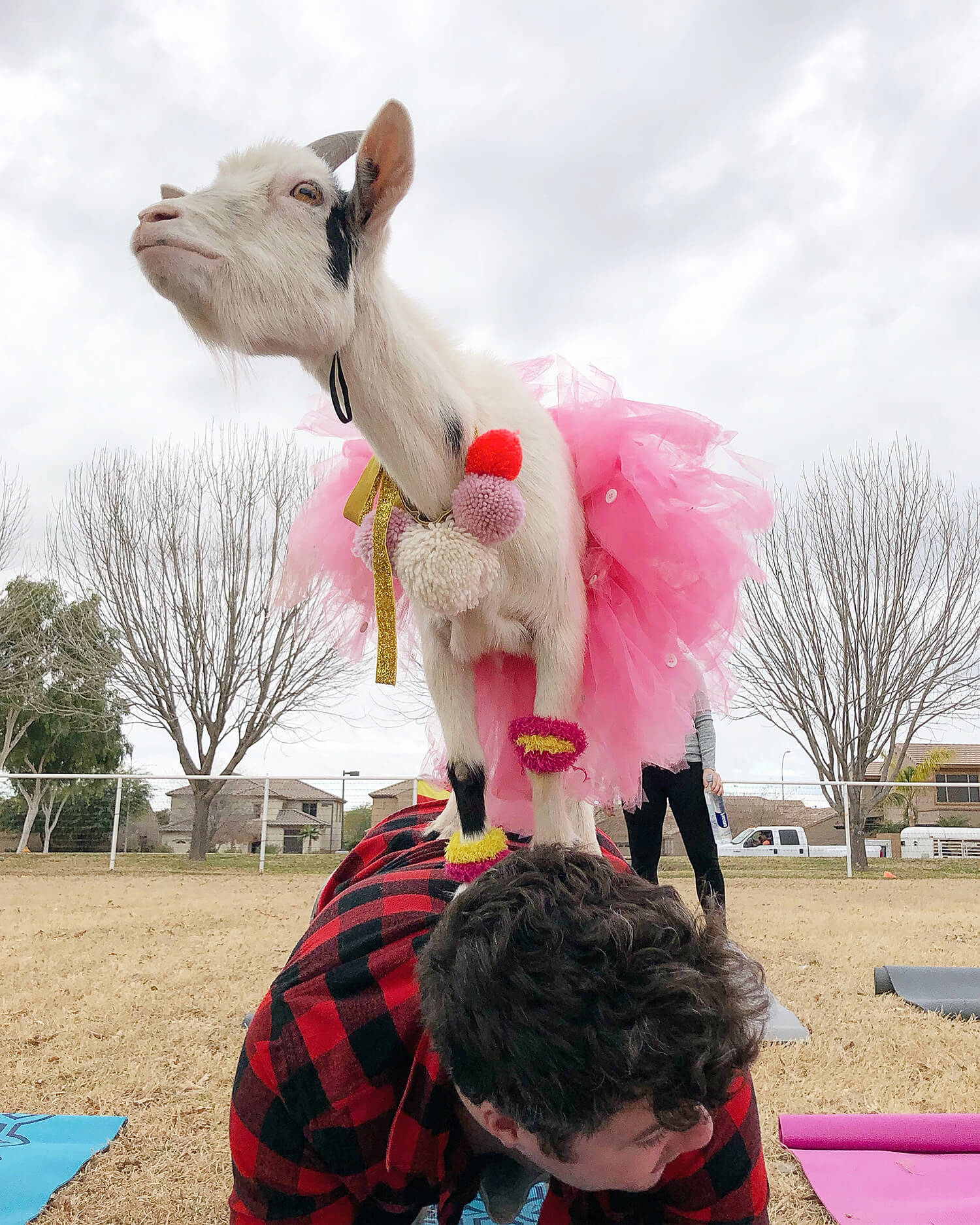 Goat Yoga Arizona Visit Mesa Gilbert Things To Do Travel Experiences
