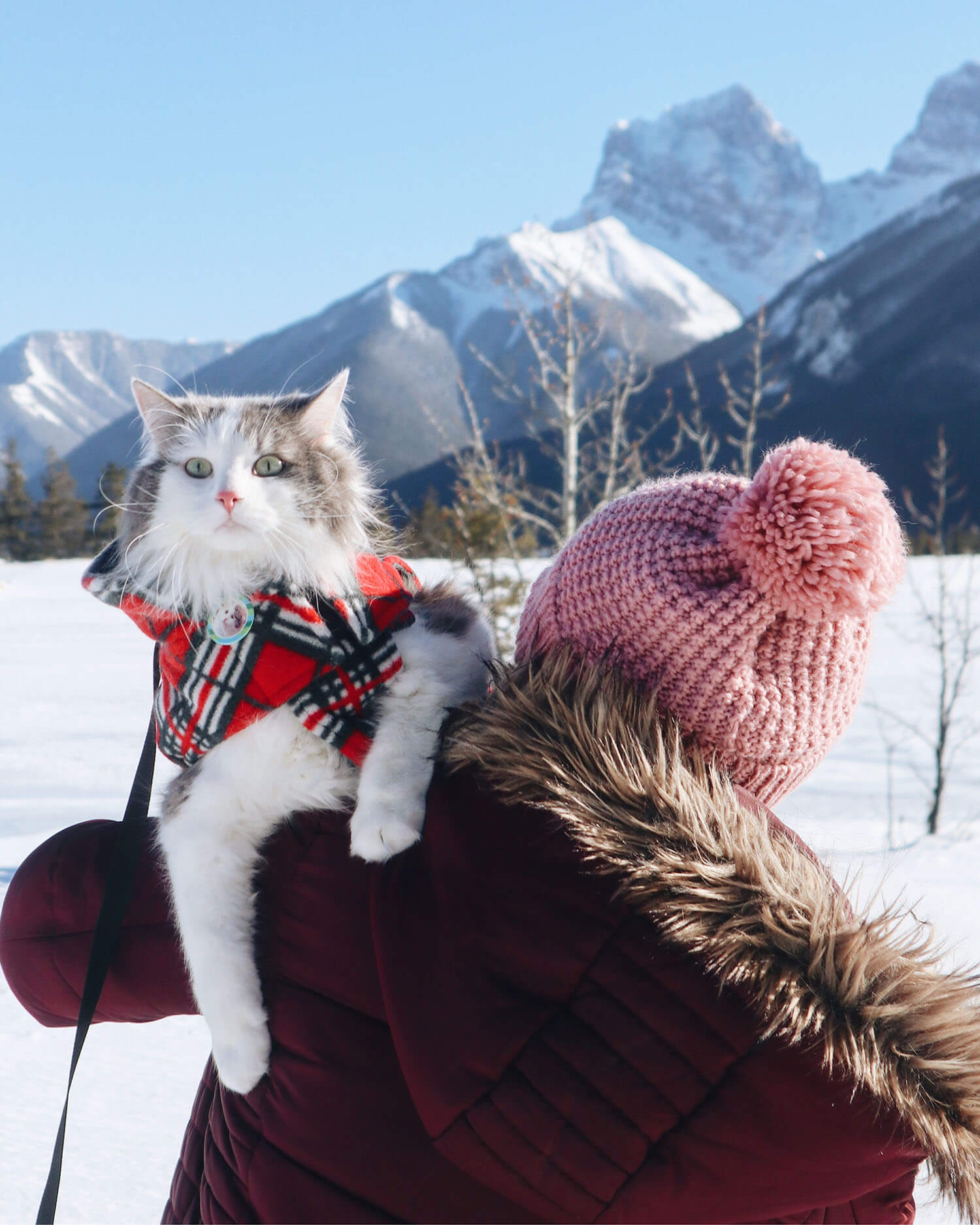Canmore Explore Travel Alberta Adventure Cat Gary