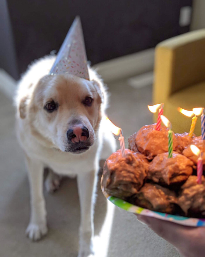 Dog Cat Birthday Party