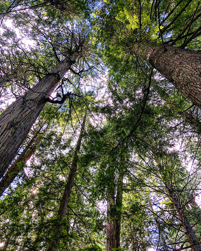 Giant Cedars Boardwalk Trail - Revelstoke British Columbia - Explore BC - AMA Travel Road Trip - Best Western
