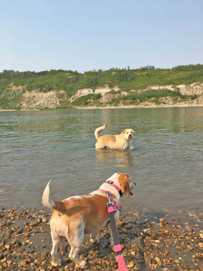 Explore Edmonton - River Valley - Terwillegar Dog Park - North Saskatchewan River