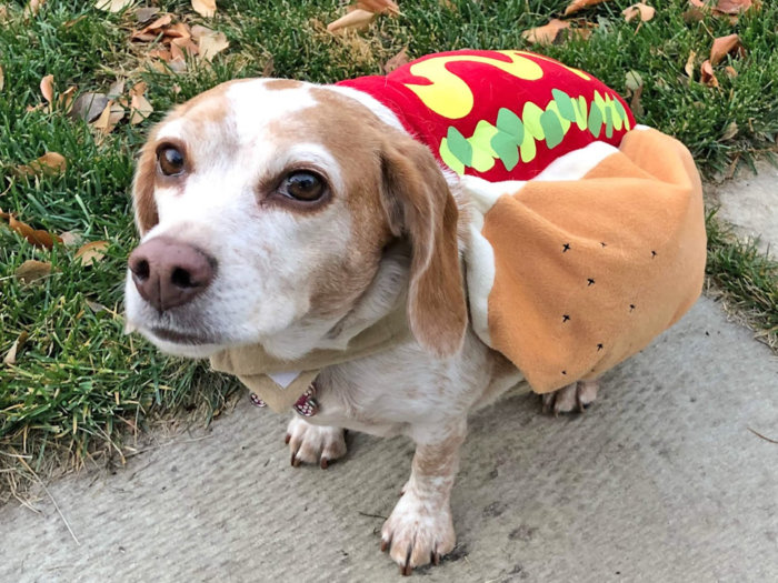 Olive the Dog (Halloween Hot Dog)