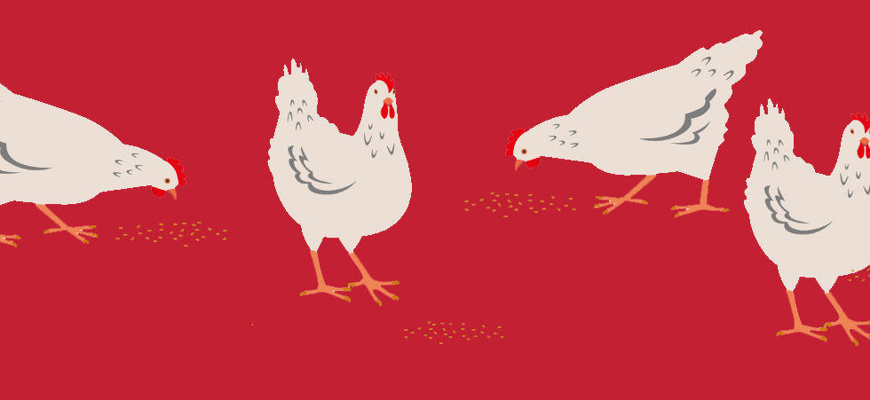 Alberta Chicken - Canadian Chicken Farmers - Edmonton