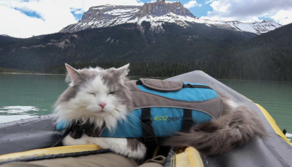 Alberta Adventure Cat Great Grams of Gary - Explore Alberta - 1