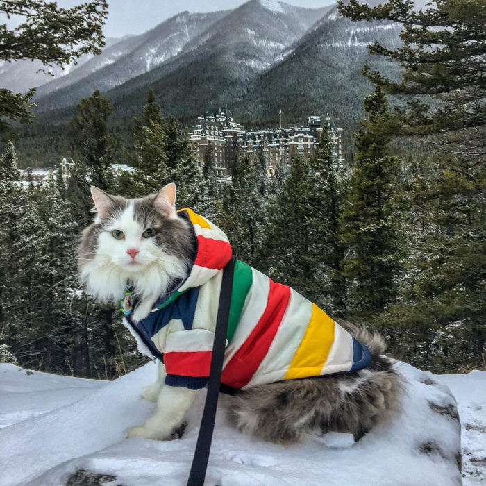 Instagrammable Fairmont Banff Springs Resort Hotel - Photo Spots - Explore Alberta - 27 - Great Grams of Gary Adventure Cat