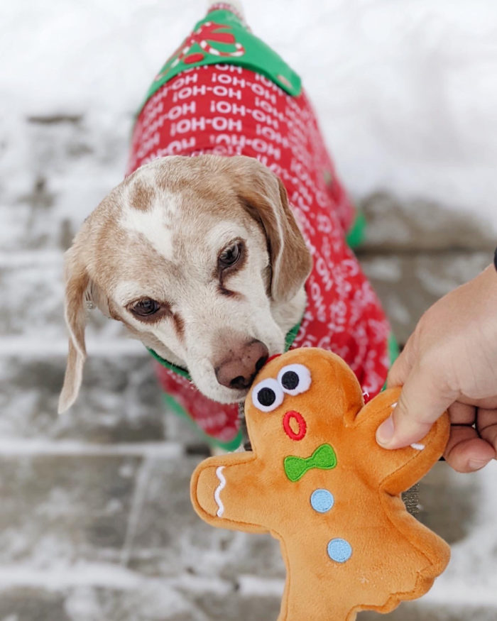 Homes Alive Pets - Holiday Dog Gifts - A Very Lindork Christmas Giveaway